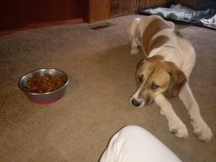 Lost dog in Delevan, NY, 14042