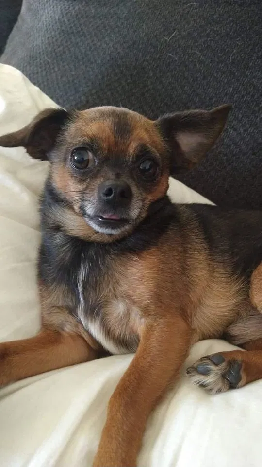 Lost dog in Niles, MI, 49120