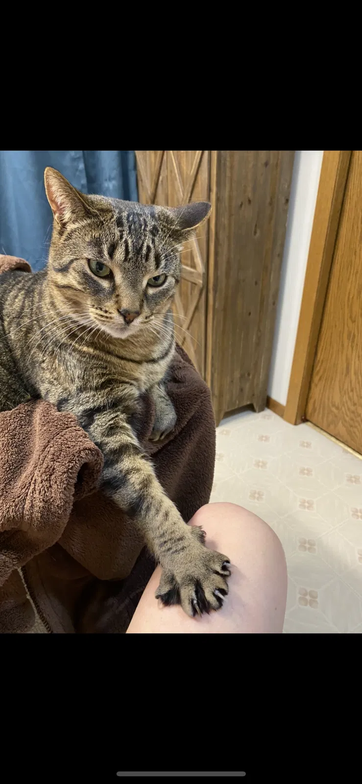 Lost cat in Appleton, WI, 54915