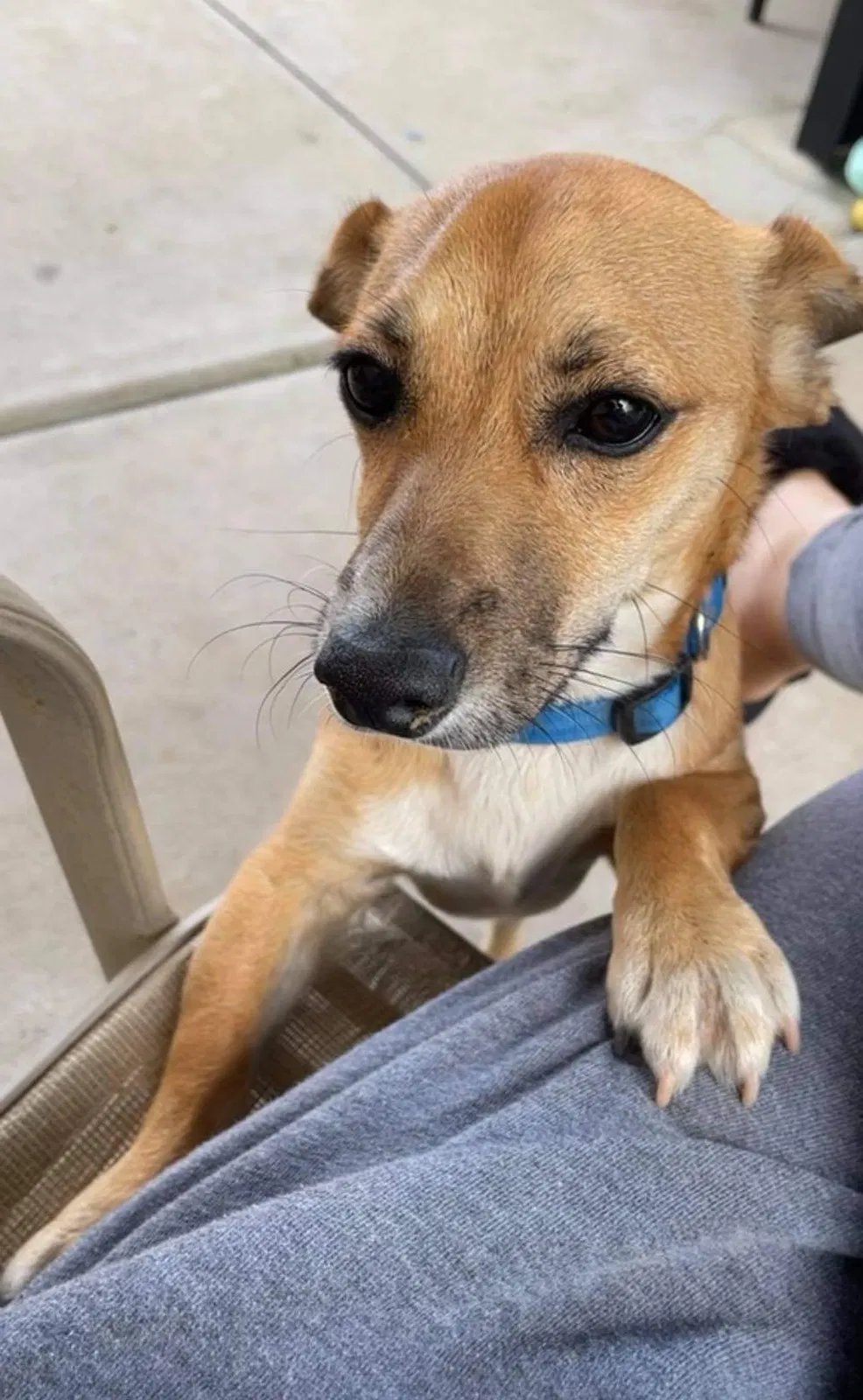 Lost dog in Moreno Valley, CA, 92555