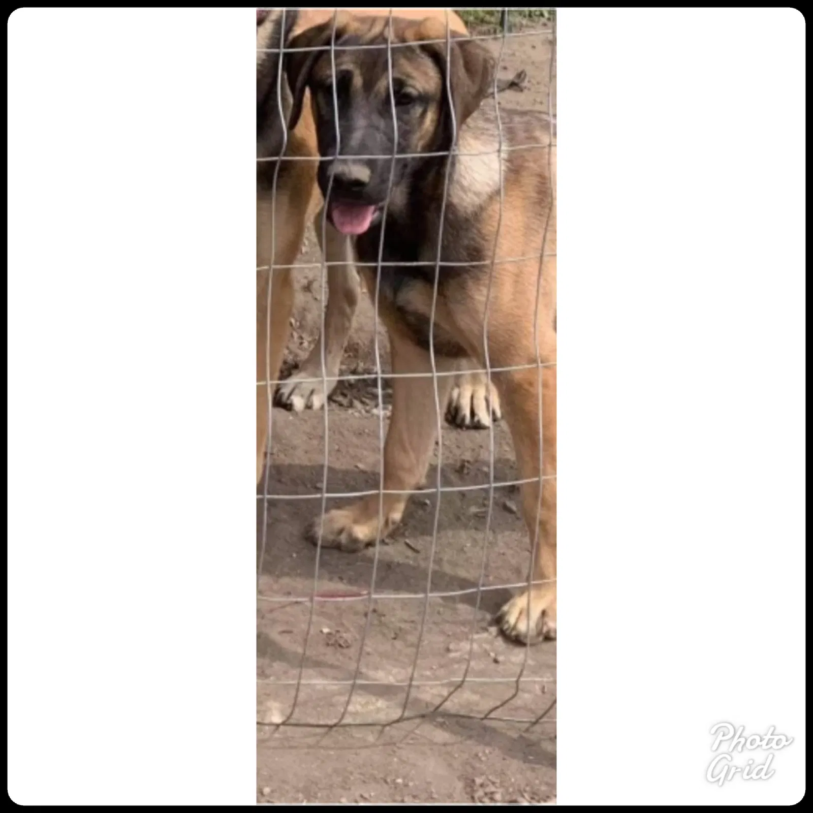 Lost dog in Crete, IL, 60417