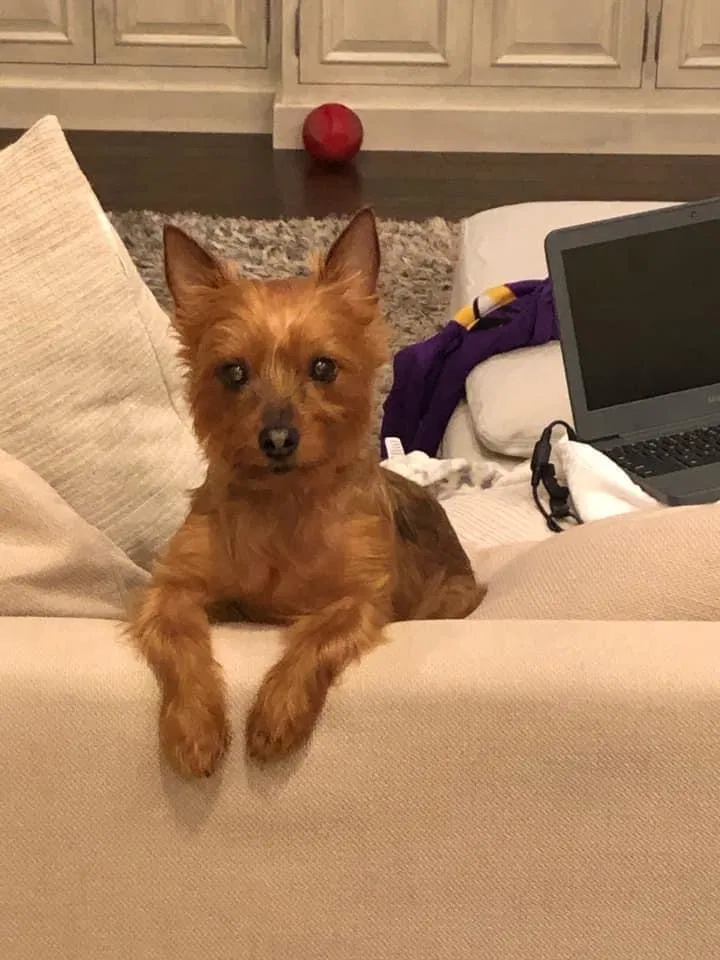 Lost dog in Beaumont, TX, 77705