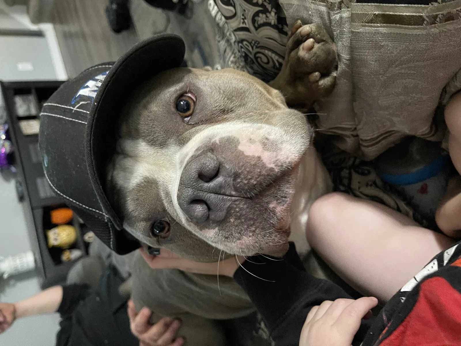 Lost dog in Potterville, MI, 48876