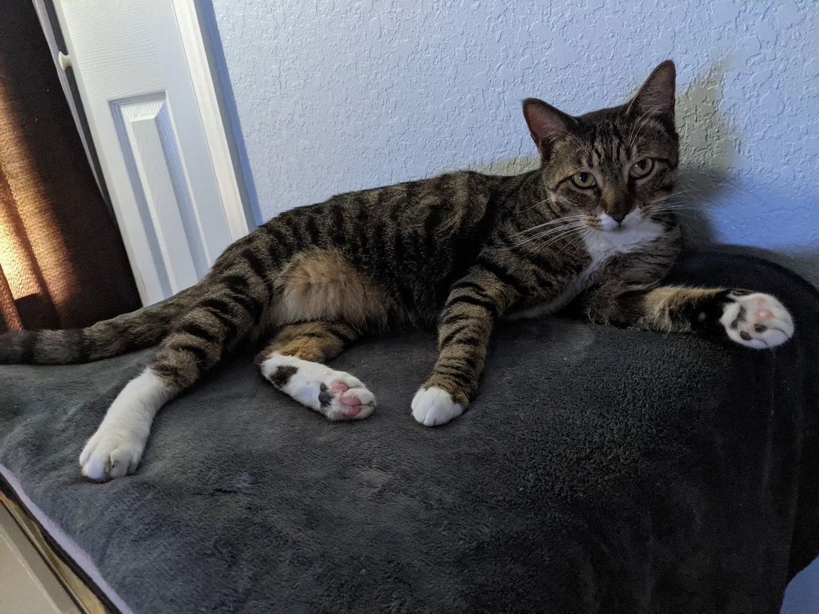Lost cat in Cape Coral, FL, 33991