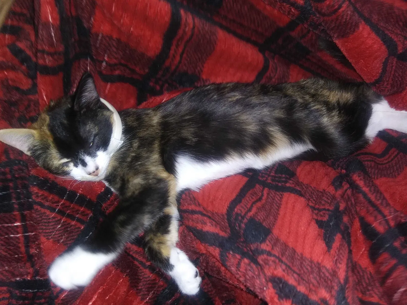 Lost cat in Walsenburg, CO, 81089