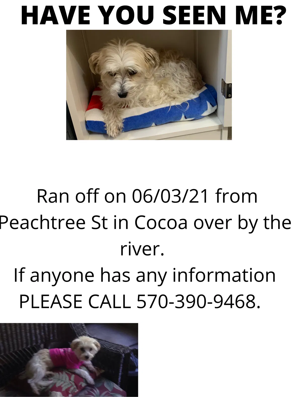 Lost dog in Cocoa, FL, 32922