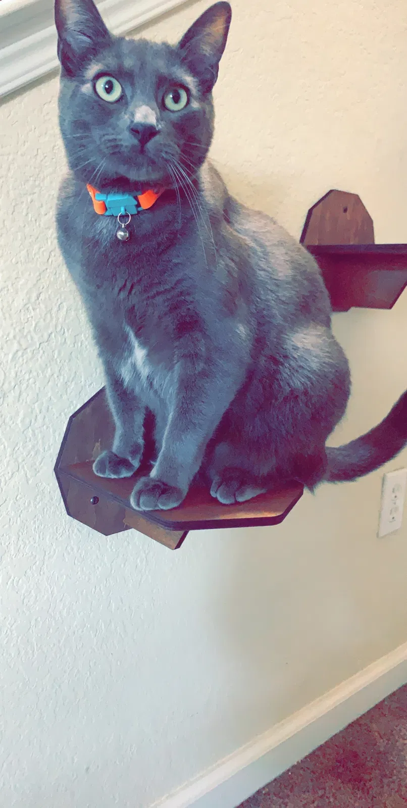 Lost cat in Austin, TX, 78753