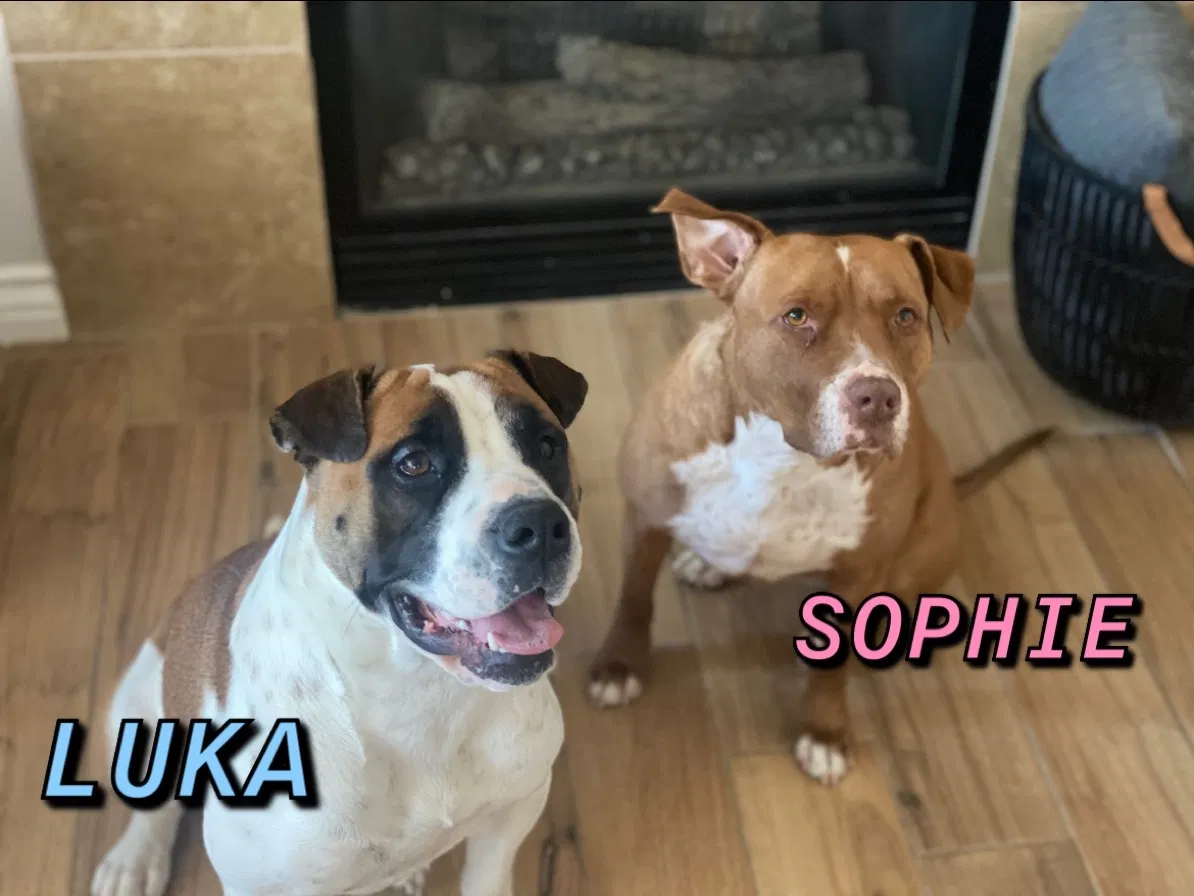 Lost dog in Victorville, CA, 92394