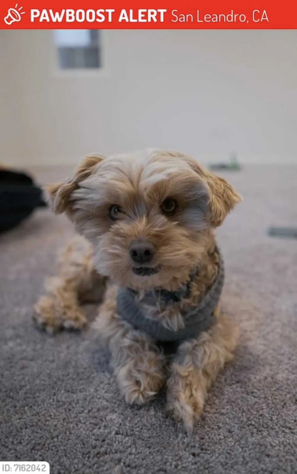 Lost dog in San Leandro, CA, 94577