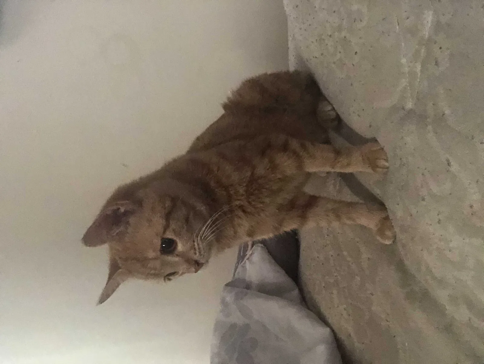 Lost cat in Richmond, VA, 23227