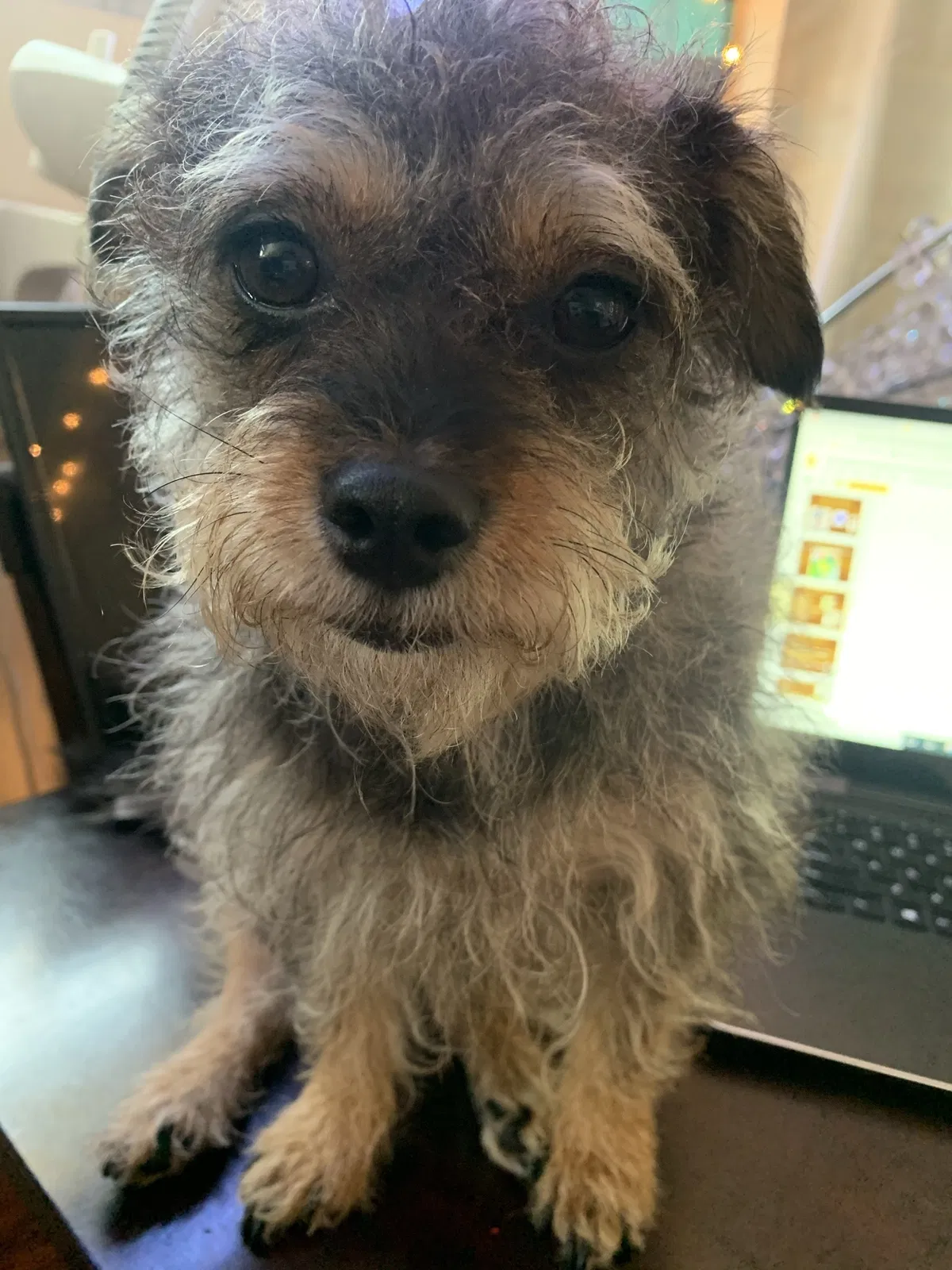 Lost dog in Long Beach, CA, 90805