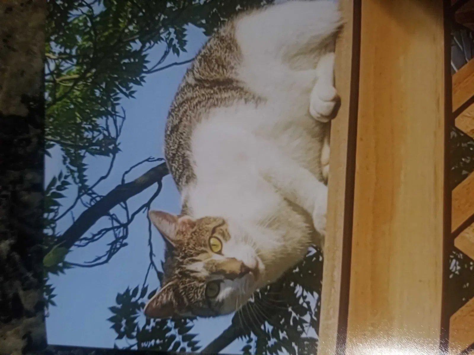 Lost cat in Brooklyn, MD, 21225