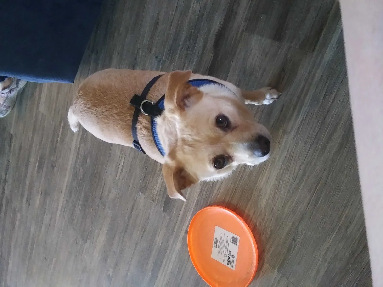Lost dog in Greensboro, NC, 27405