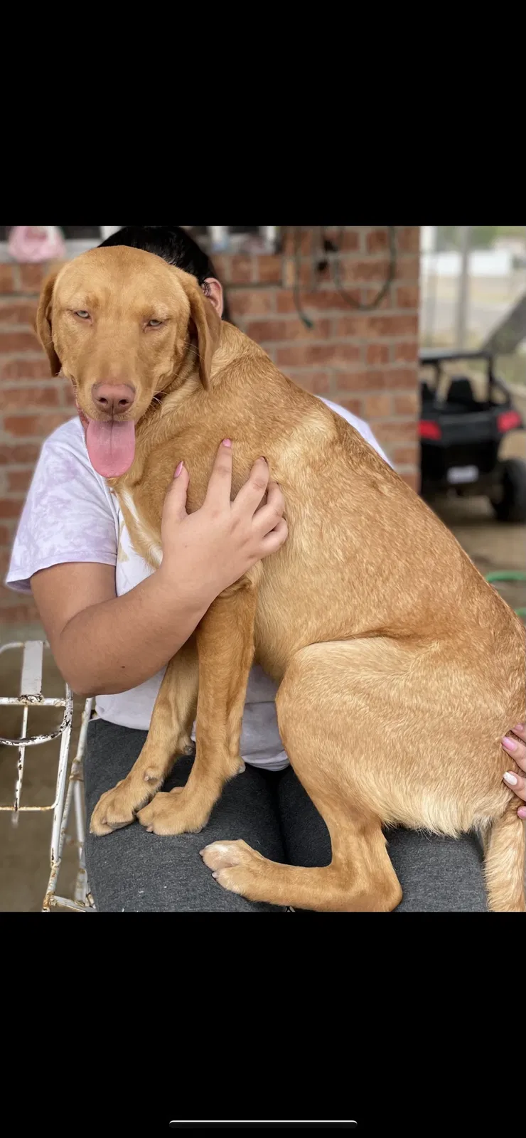 Lost dog in Laredo, TX, 78040