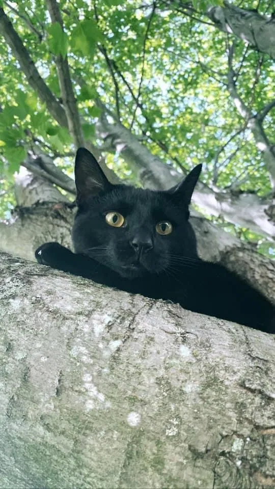 Lost cat in Painesville, OH, 44077