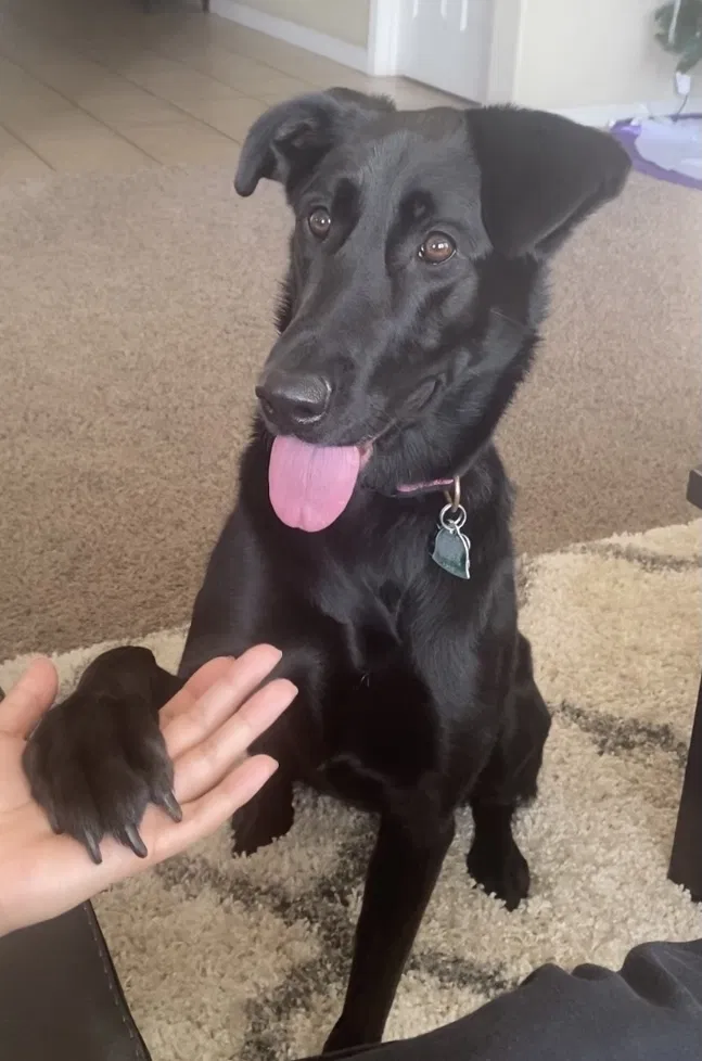 Lost dog in Stockton, CA, 95209