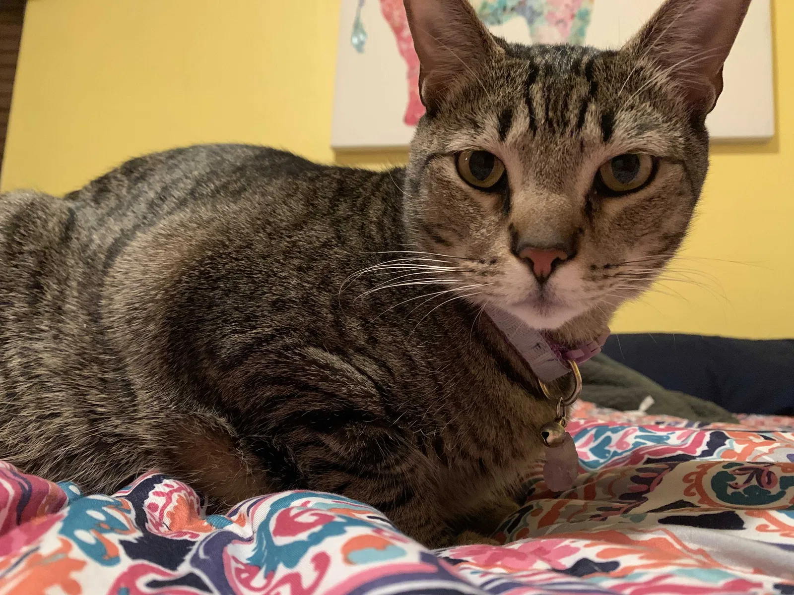 Lost cat in Dallas, TX, 75234