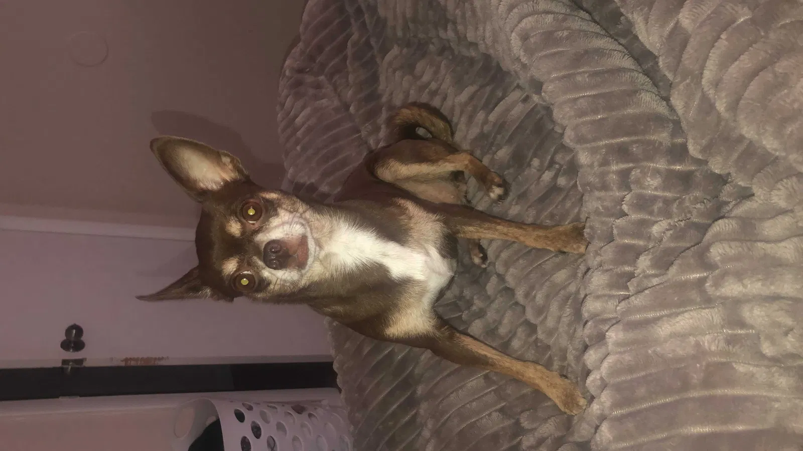 Lost dog in Wichita, KS, 67204