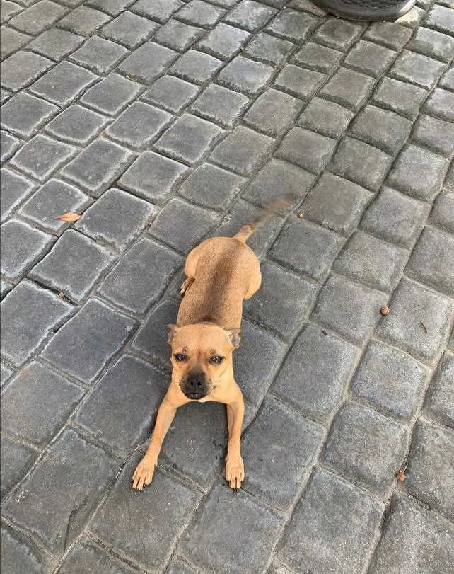 Lost dog in Homestead, FL, 33031