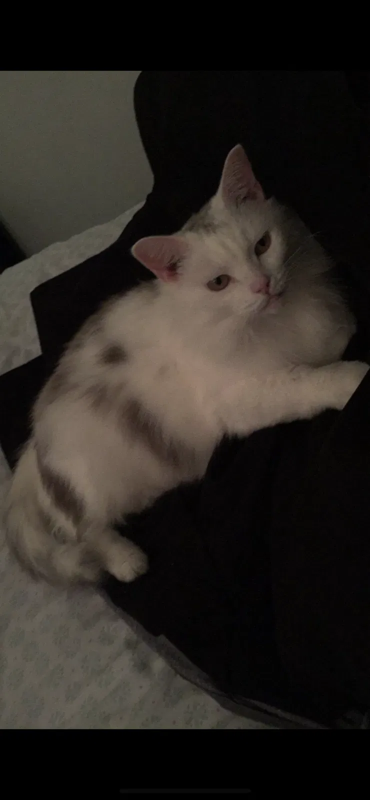 Lost cat in Dayton, OH, 45449
