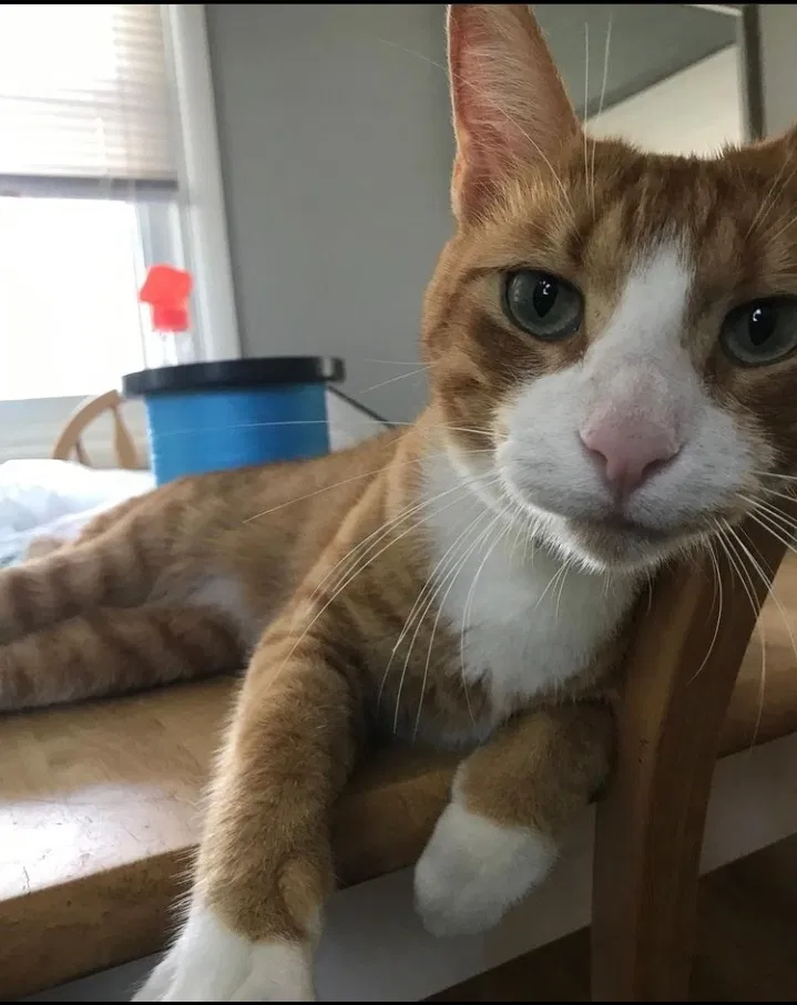 Lost cat in King Of Prussia, PA, 19406