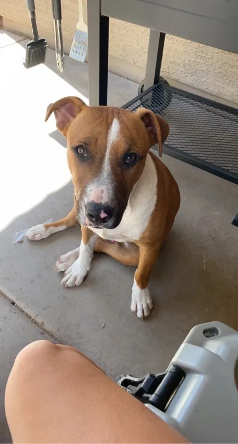 Lost dog in Phoenix, AZ, 85019