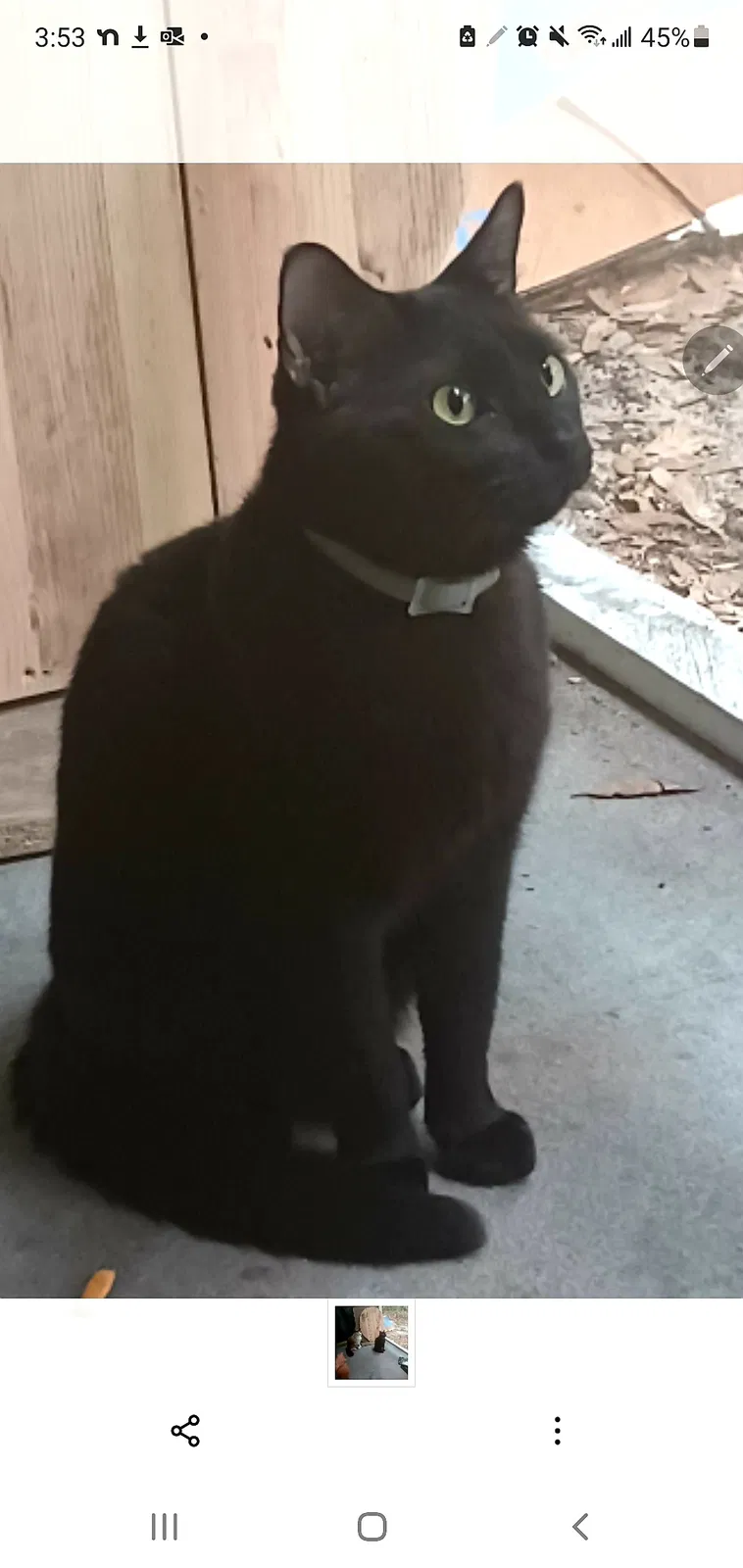 Lost cat in Tampa, FL, 33637