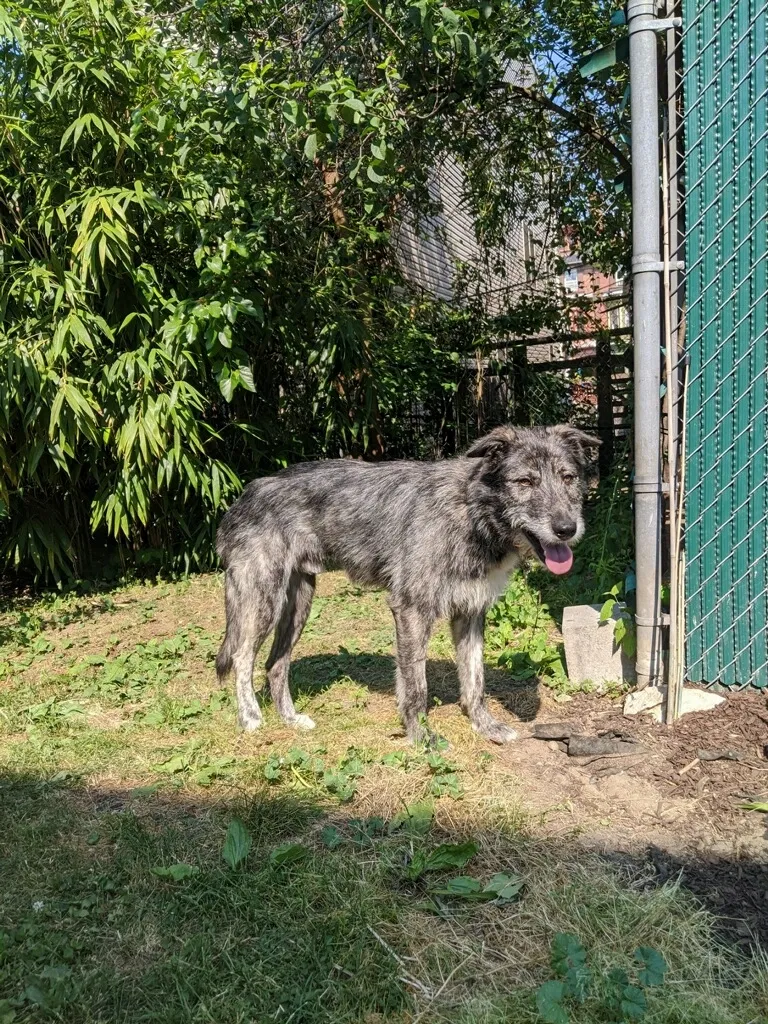 Lost dog in Philadelphia, PA, 19143