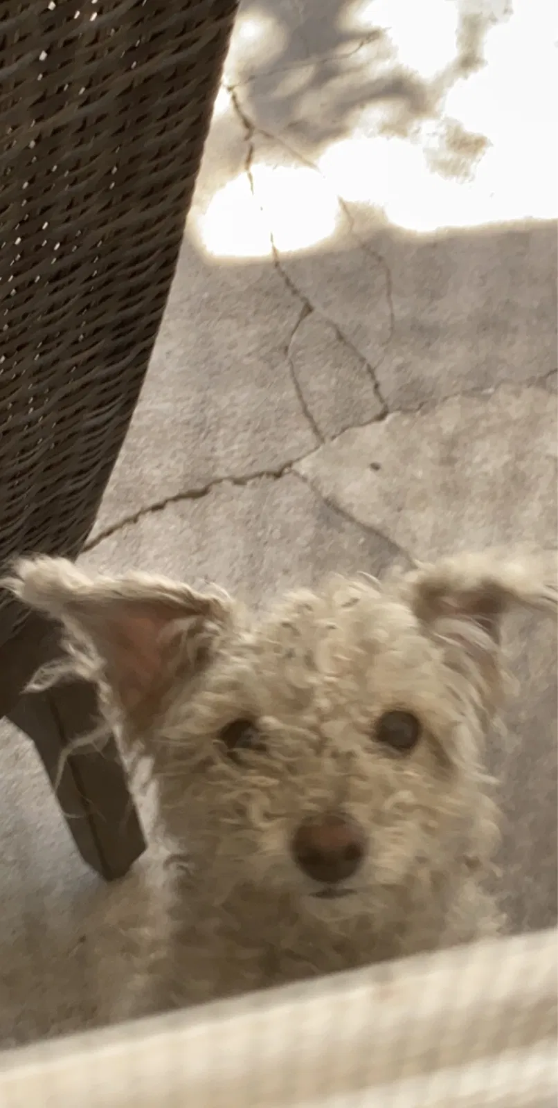 Lost dog in Northridge, CA, 91325