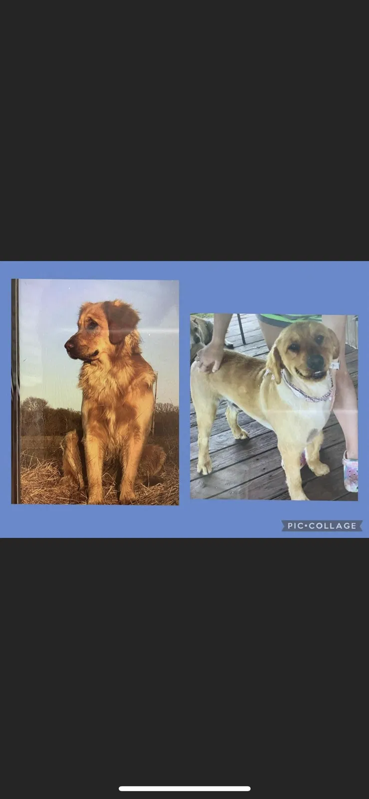 Lost dog in Wills Point, TX, 75169