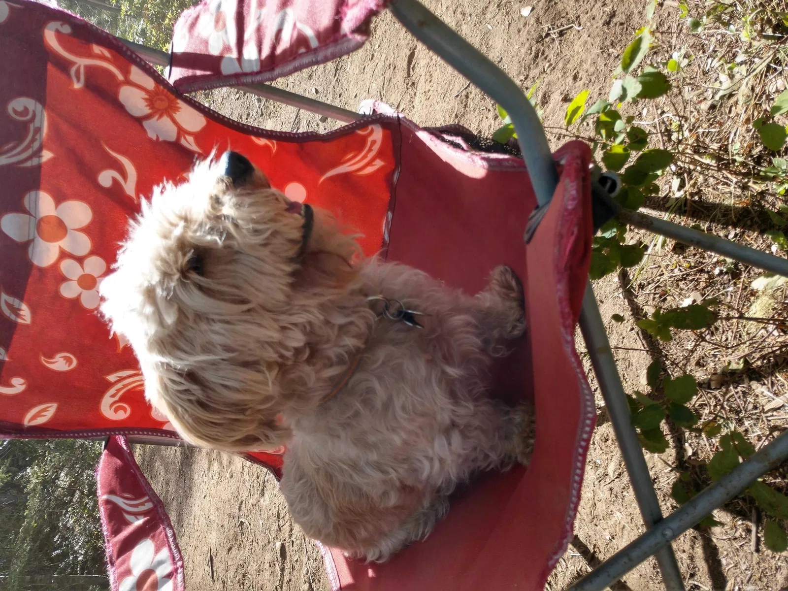 Lost dog in Marysville, WA, 98271