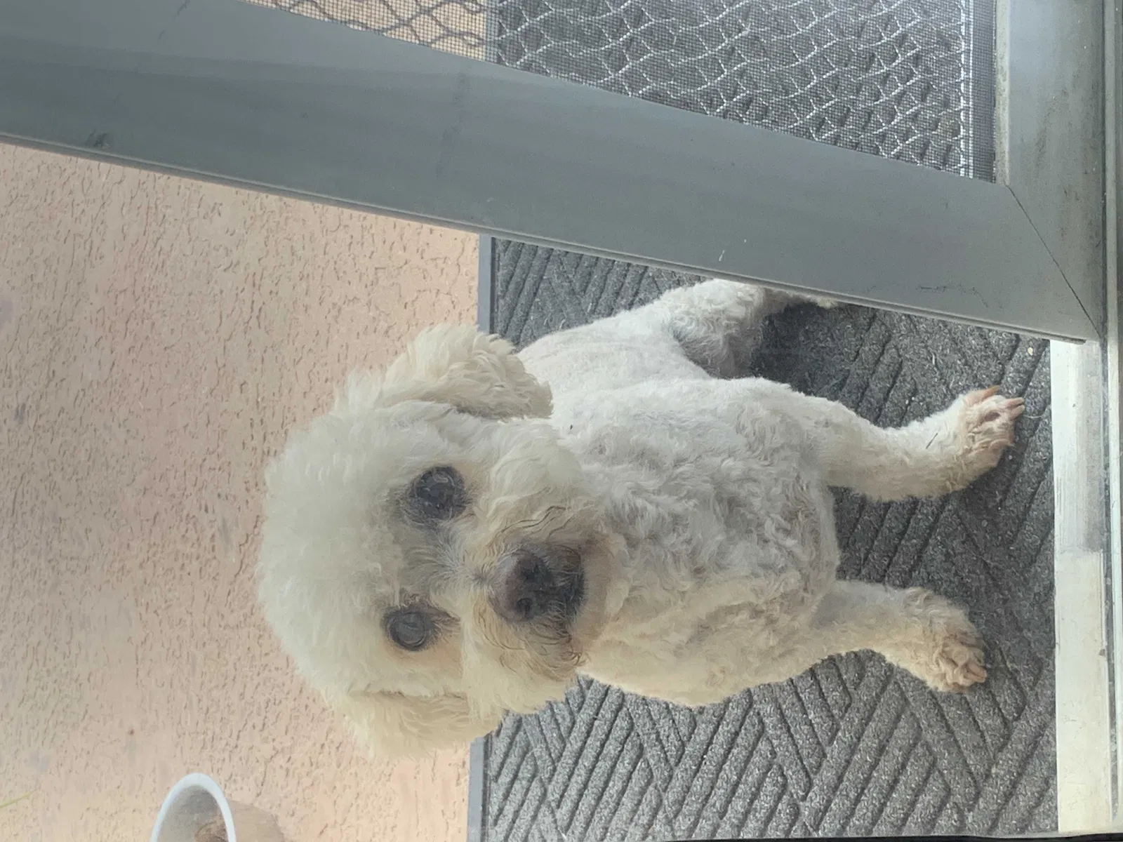 Lost dog in Hacienda Heights, CA, 91745