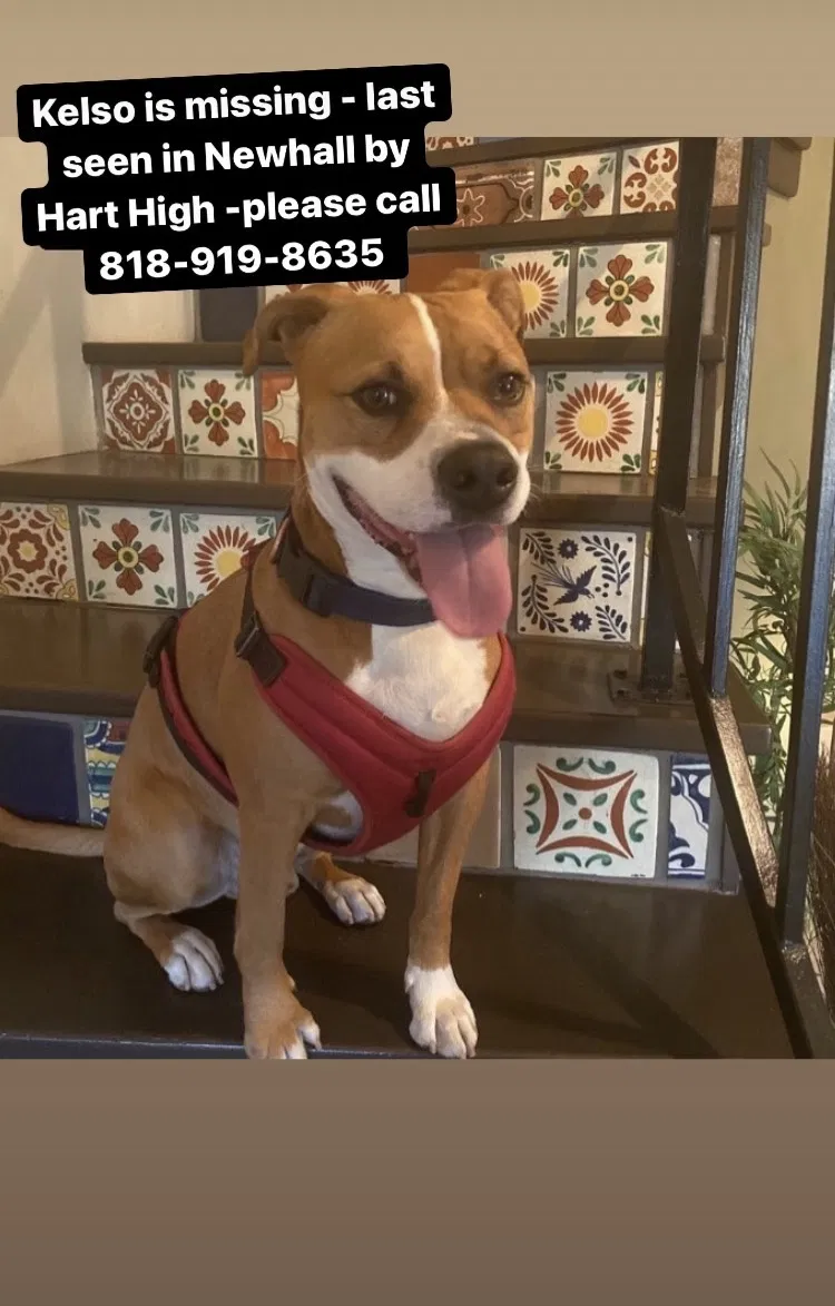 Lost dog in Newhall, CA, 91321