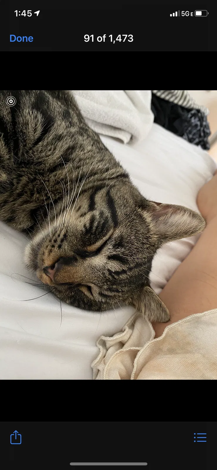 Lost cat in Aurora, OH, 44202