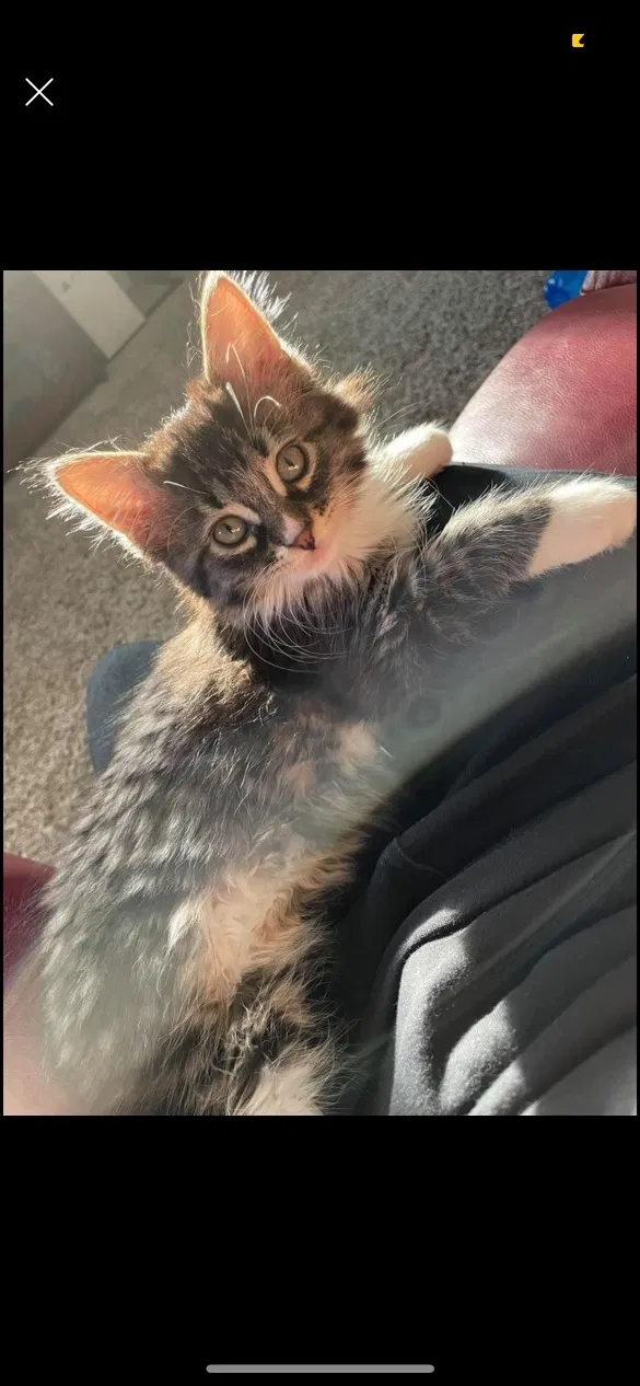 Lost cat in Cudahy, WI, 53110