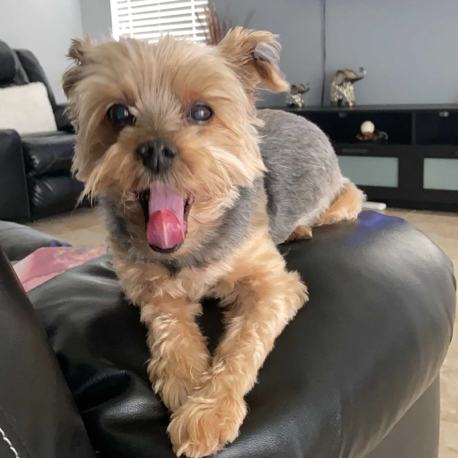 Lost dog in Haines City, FL, 33844
