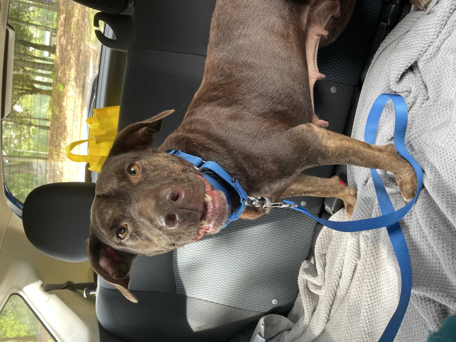 Lost dog in Tallahassee, FL, 32304
