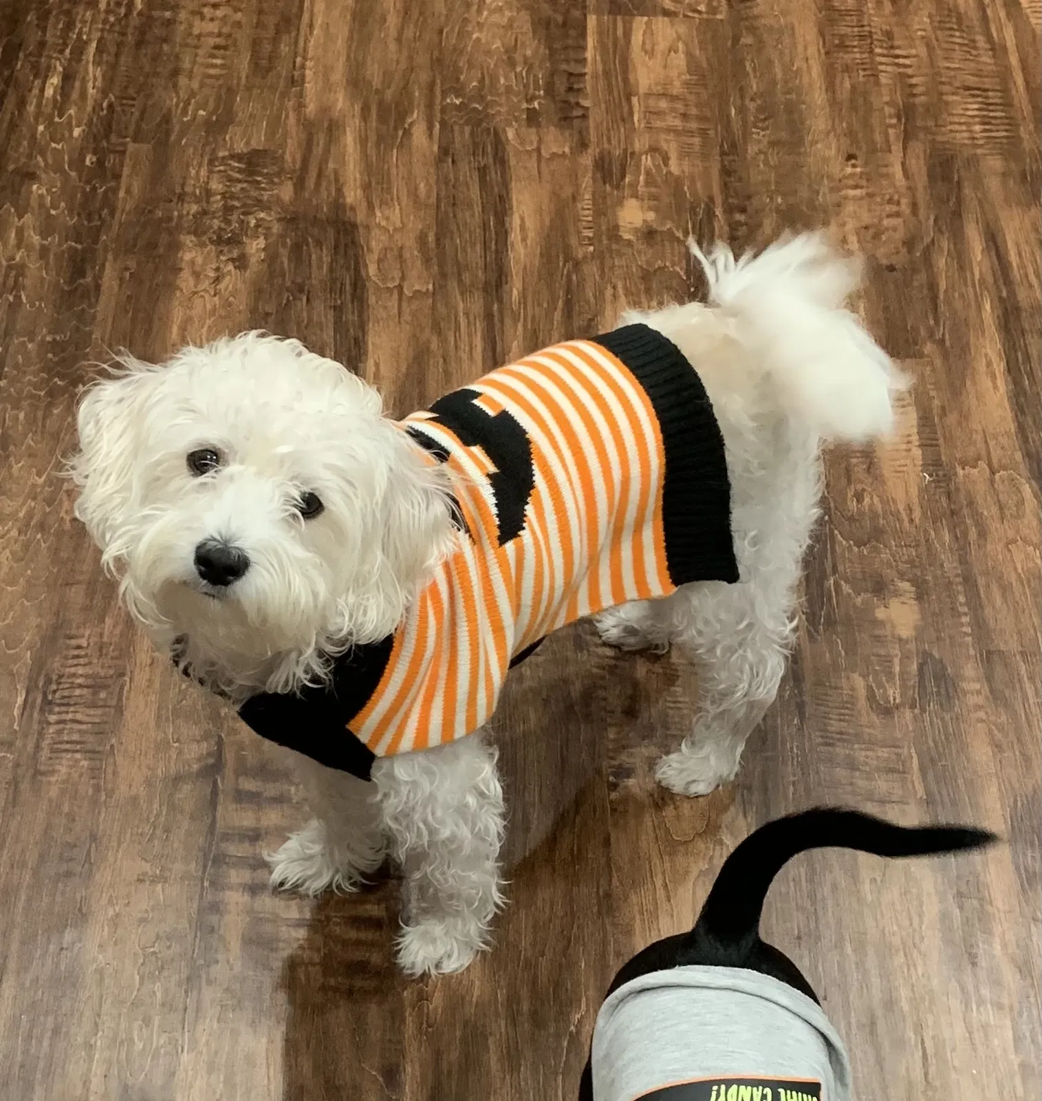 Lost dog in Wichita, KS, 67213