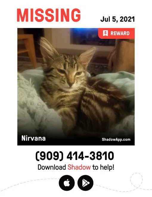 Lost cat in Murrieta, CA, 92563