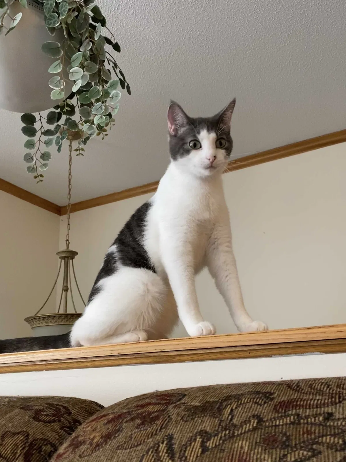 Lost cat in Shakopee, MN, 55379