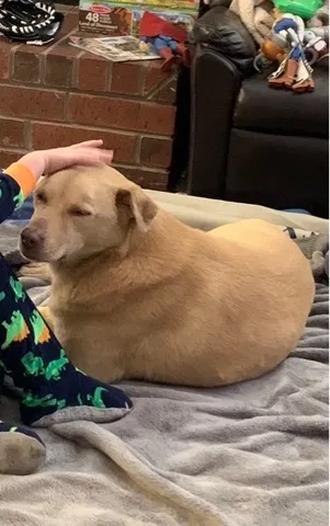 Lost dog in San Antonio, TX, 78249