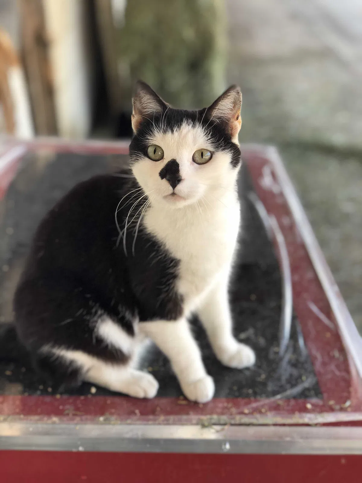 Lost cat in Delaware, OH, 43015