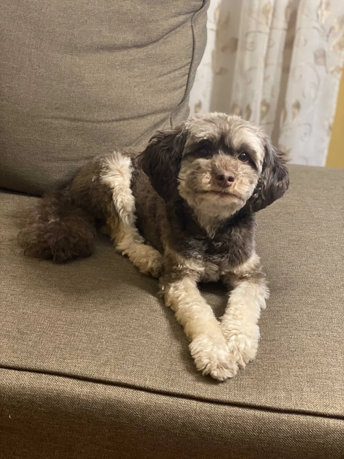 Lost dog in East Orange, NJ, 7018
