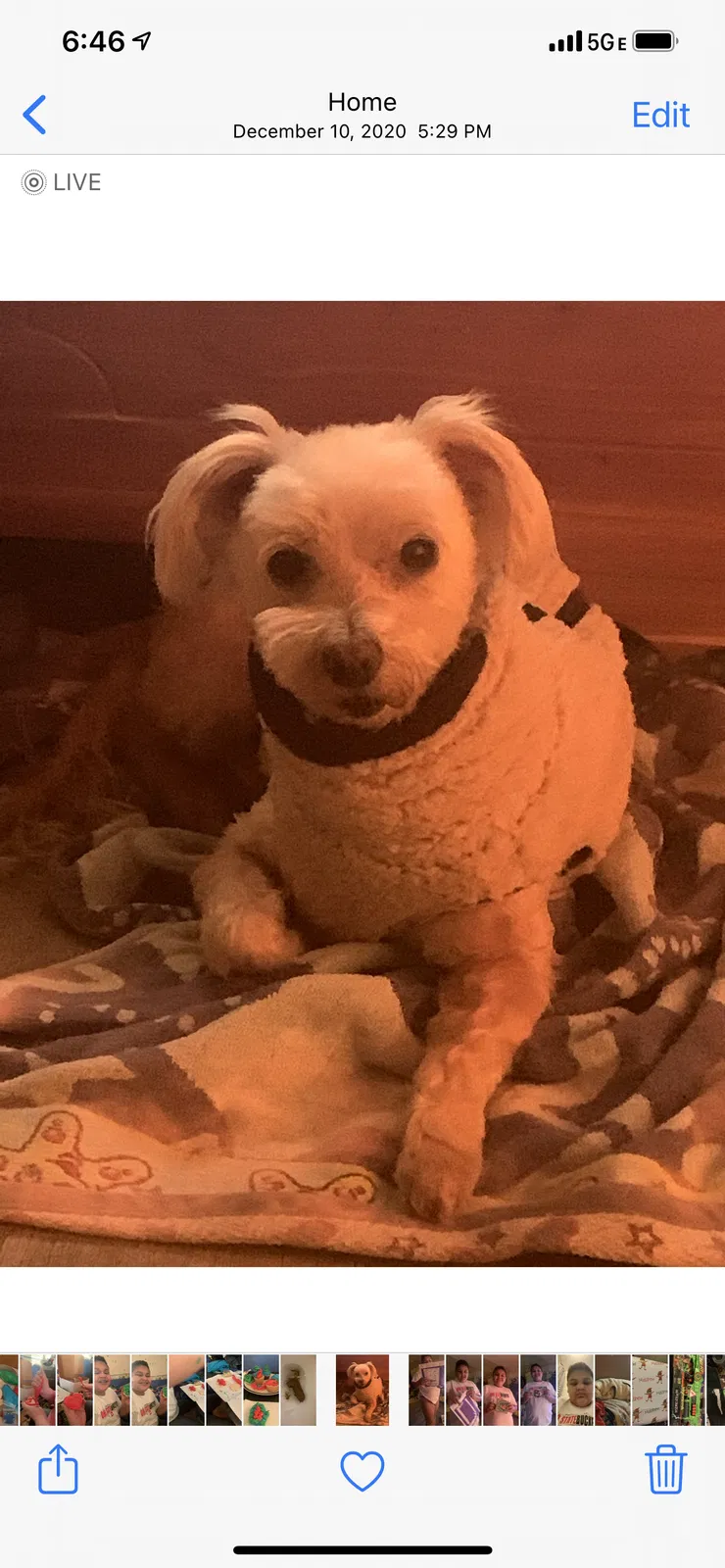 Lost dog in Reynoldsburg, OH, 43068