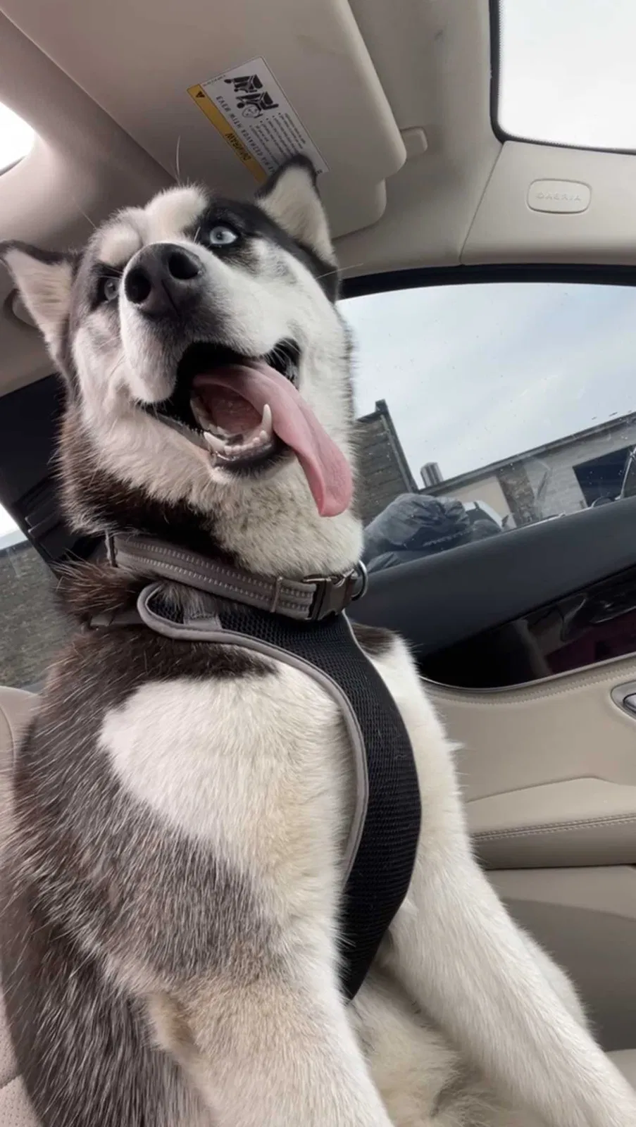 Lost dog in Milwaukee, WI, 53215