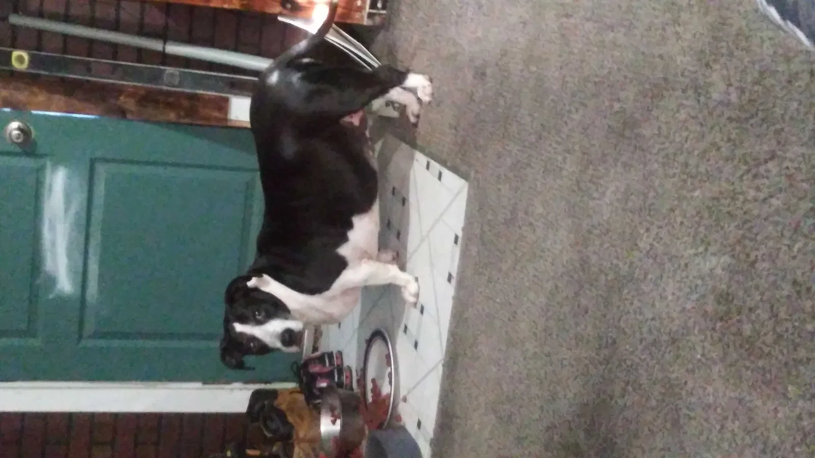 Lost dog in Rice, VA, 23966