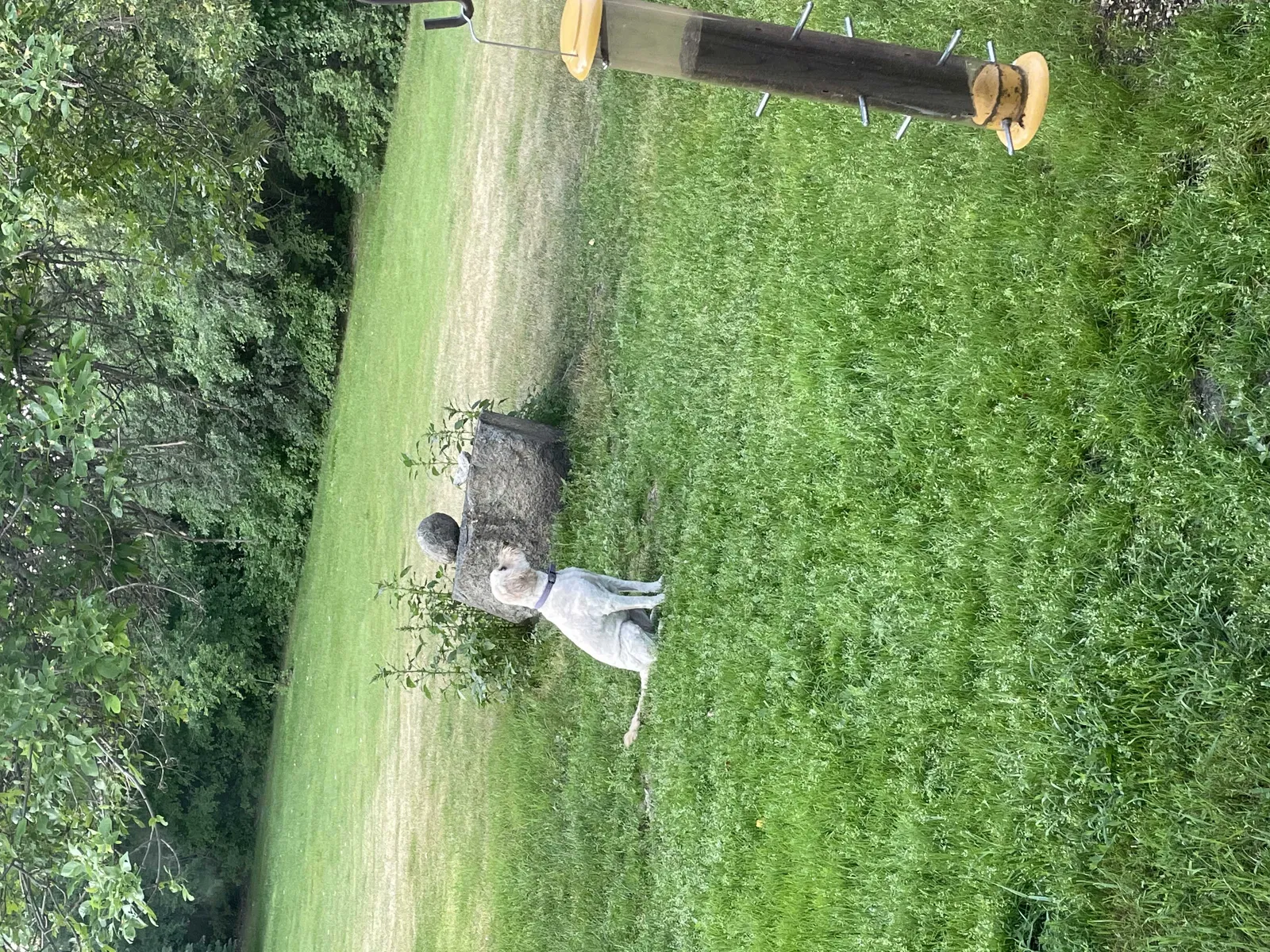 Lost dog in Warren, MN, 56762