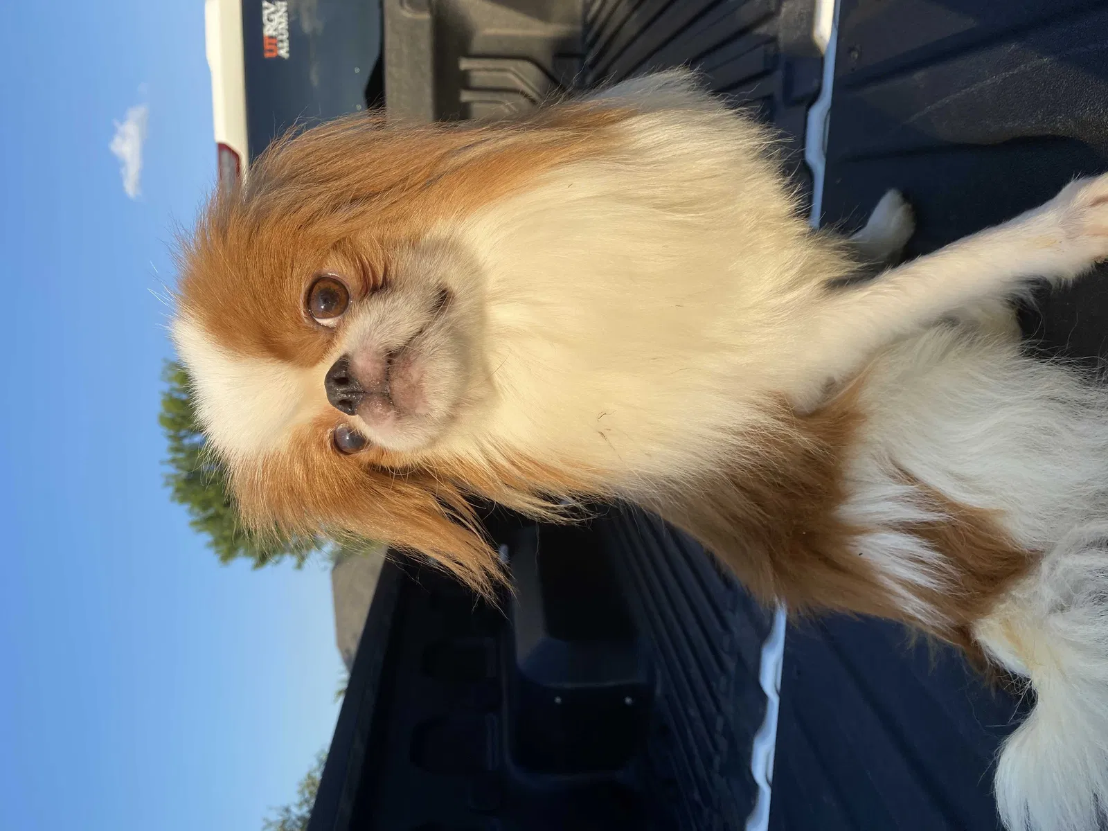 Lost dog in Edinburg, TX, 78541