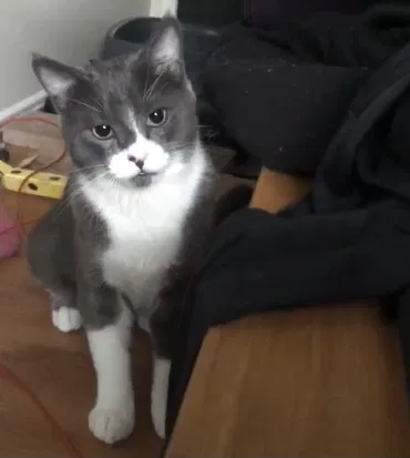 Lost cat in Round Rock, TX, 78681