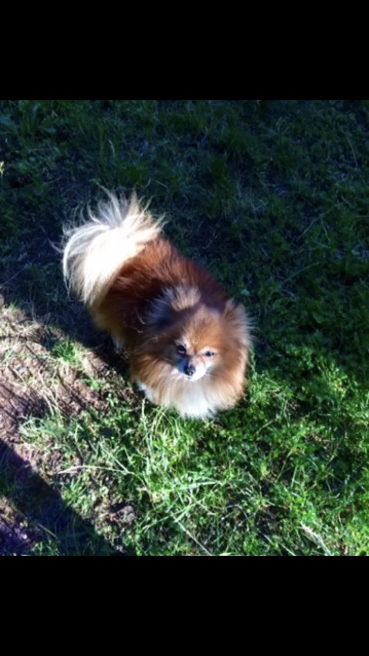 Lost dog in Portland, OR, 97207